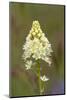 Canada, B.C, Vancouver Island. Death Camas, Zigadenus Venenosus-Kevin Oke-Mounted Photographic Print