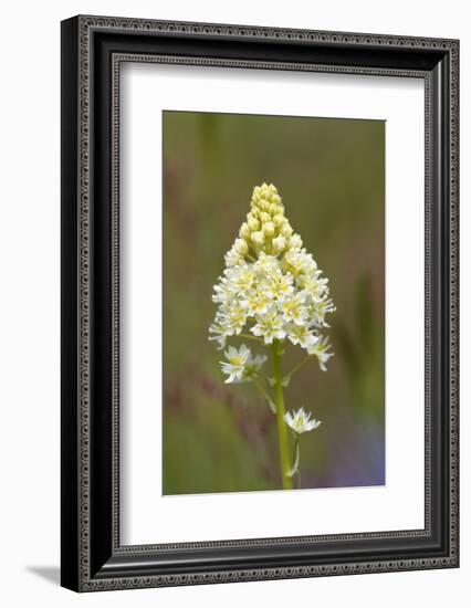 Canada, B.C, Vancouver Island. Death Camas, Zigadenus Venenosus-Kevin Oke-Framed Photographic Print