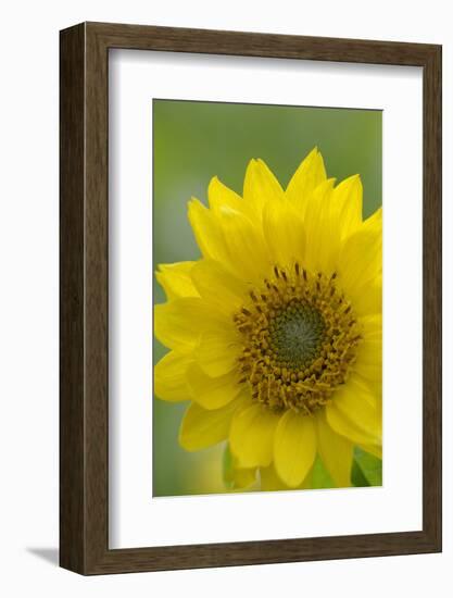 Canada, B.C, Vancouver Island. Deltoid Balsamroot-Kevin Oke-Framed Photographic Print