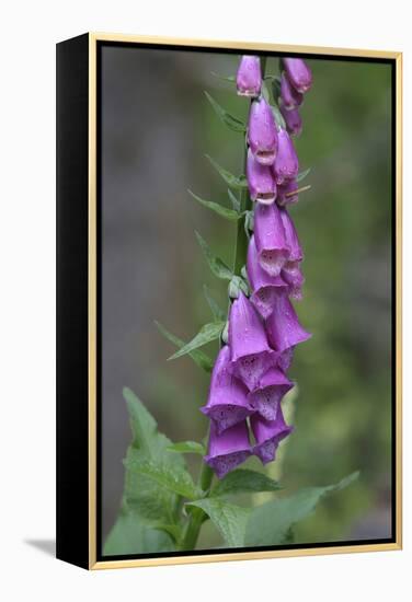 Canada, B.C, Vancouver Island. Foxglove, Digitalis Purpurea-Kevin Oke-Framed Premier Image Canvas