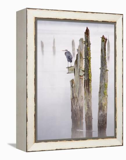 Canada, B.C, Vancouver Island. Great Blue Heron on an Old Piling-Kevin Oke-Framed Premier Image Canvas