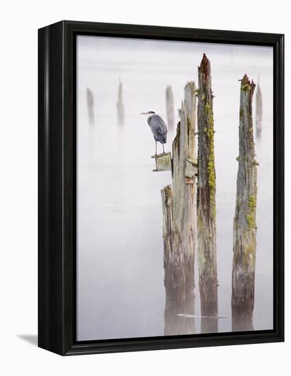 Canada, B.C, Vancouver Island. Great Blue Heron on an Old Piling-Kevin Oke-Framed Premier Image Canvas