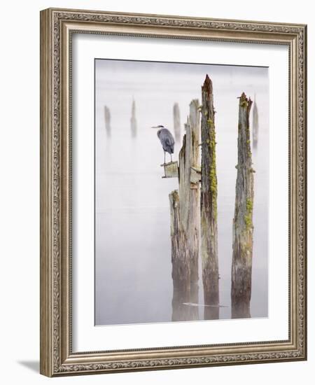 Canada, B.C, Vancouver Island. Great Blue Heron on an Old Piling-Kevin Oke-Framed Photographic Print