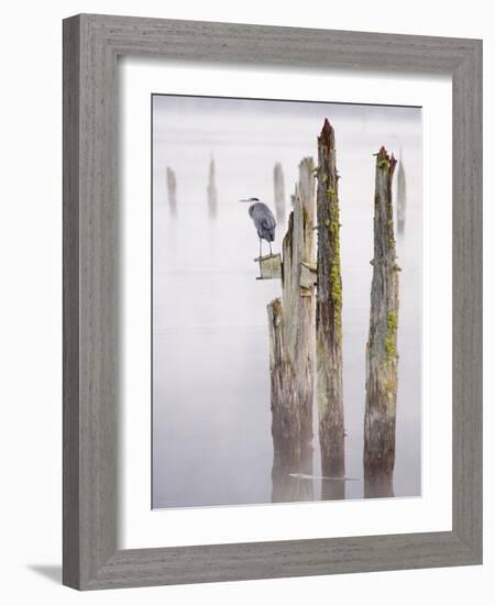 Canada, B.C, Vancouver Island. Great Blue Heron on an Old Piling-Kevin Oke-Framed Photographic Print