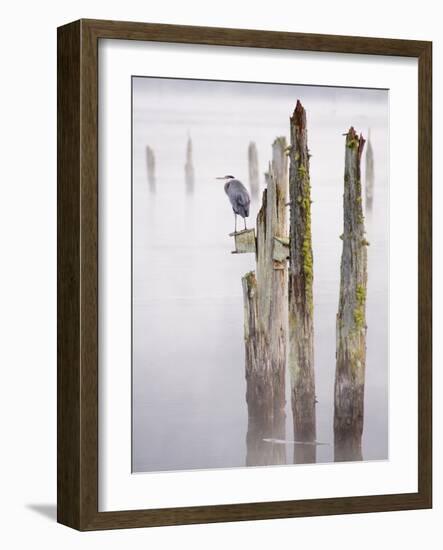 Canada, B.C, Vancouver Island. Great Blue Heron on an Old Piling-Kevin Oke-Framed Photographic Print