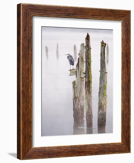 Canada, B.C, Vancouver Island. Great Blue Heron on an Old Piling-Kevin Oke-Framed Photographic Print