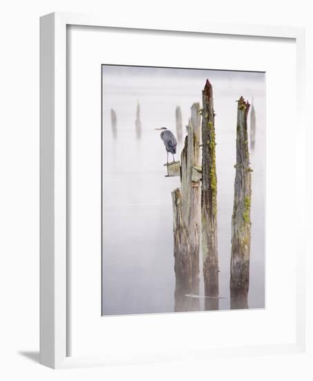 Canada, B.C, Vancouver Island. Great Blue Heron on an Old Piling-Kevin Oke-Framed Photographic Print