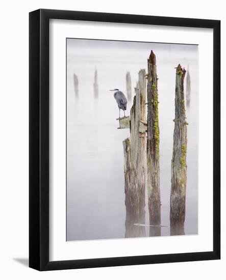 Canada, B.C, Vancouver Island. Great Blue Heron on an Old Piling-Kevin Oke-Framed Photographic Print