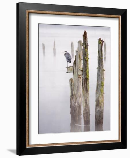 Canada, B.C, Vancouver Island. Great Blue Heron on an Old Piling-Kevin Oke-Framed Photographic Print