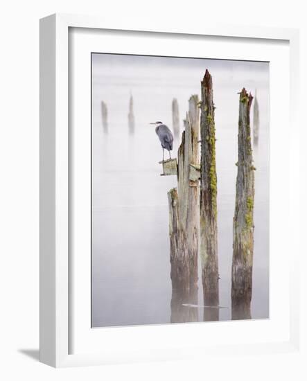 Canada, B.C, Vancouver Island. Great Blue Heron on an Old Piling-Kevin Oke-Framed Photographic Print