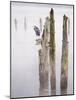 Canada, B.C, Vancouver Island. Great Blue Heron on an Old Piling-Kevin Oke-Mounted Photographic Print