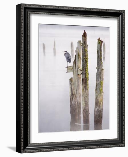 Canada, B.C, Vancouver Island. Great Blue Heron on an Old Piling-Kevin Oke-Framed Photographic Print