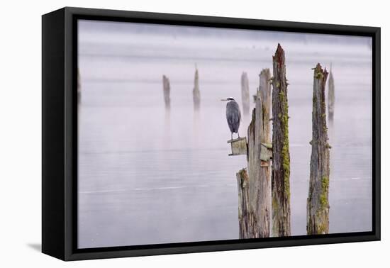 Canada, B.C, Vancouver Island. Great Blue Heron on an Old Piling-Kevin Oke-Framed Premier Image Canvas