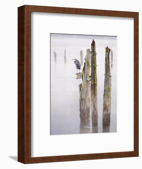 Canada, B.C, Vancouver Island. Great Blue Heron on an Old Piling-Kevin Oke-Framed Photographic Print