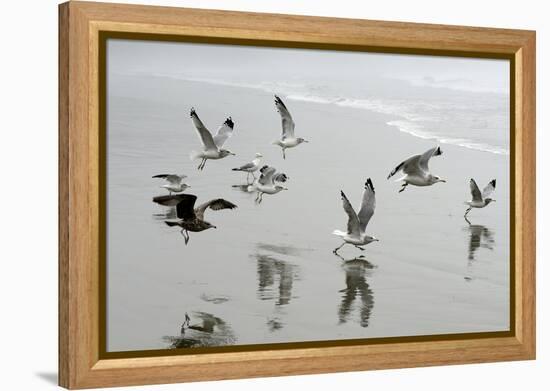 Canada, B.C, Vancouver Island. Gulls Flying on Florencia Beach-Kevin Oke-Framed Premier Image Canvas