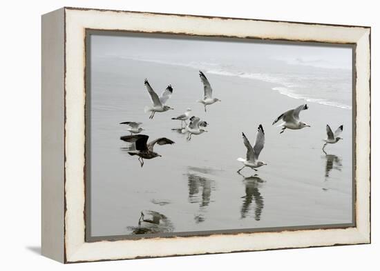 Canada, B.C, Vancouver Island. Gulls Flying on Florencia Beach-Kevin Oke-Framed Premier Image Canvas