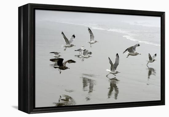 Canada, B.C, Vancouver Island. Gulls Flying on Florencia Beach-Kevin Oke-Framed Premier Image Canvas