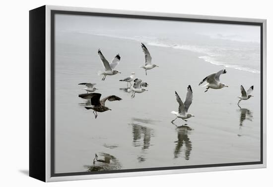 Canada, B.C, Vancouver Island. Gulls Flying on Florencia Beach-Kevin Oke-Framed Premier Image Canvas