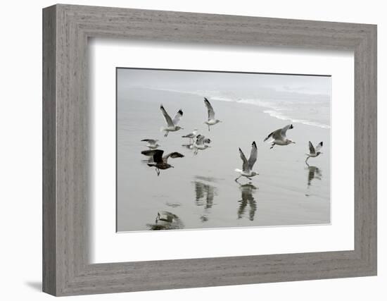 Canada, B.C, Vancouver Island. Gulls Flying on Florencia Beach-Kevin Oke-Framed Photographic Print