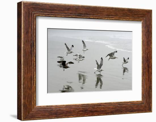 Canada, B.C, Vancouver Island. Gulls Flying on Florencia Beach-Kevin Oke-Framed Photographic Print