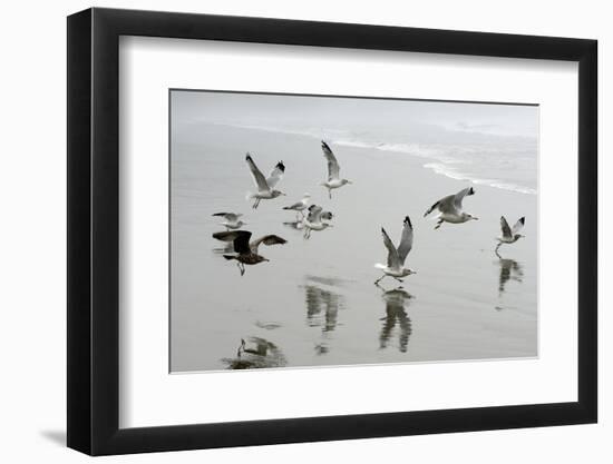 Canada, B.C, Vancouver Island. Gulls Flying on Florencia Beach-Kevin Oke-Framed Photographic Print