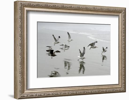 Canada, B.C, Vancouver Island. Gulls Flying on Florencia Beach-Kevin Oke-Framed Photographic Print