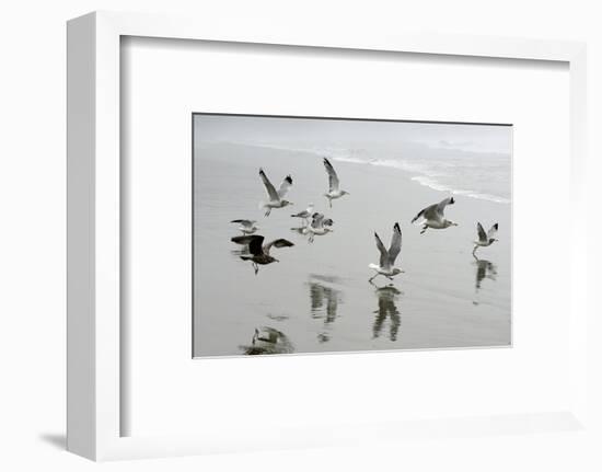 Canada, B.C, Vancouver Island. Gulls Flying on Florencia Beach-Kevin Oke-Framed Photographic Print