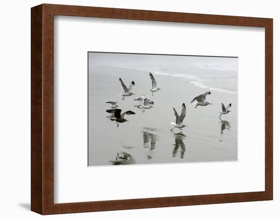 Canada, B.C, Vancouver Island. Gulls Flying on Florencia Beach-Kevin Oke-Framed Photographic Print