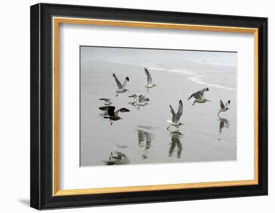 Canada, B.C, Vancouver Island. Gulls Flying on Florencia Beach-Kevin Oke-Framed Photographic Print