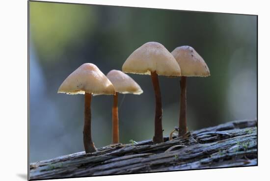 Canada, B.C, Vancouver Island. Mycena Mushrooms Growing on a Nurselog-Kevin Oke-Mounted Photographic Print