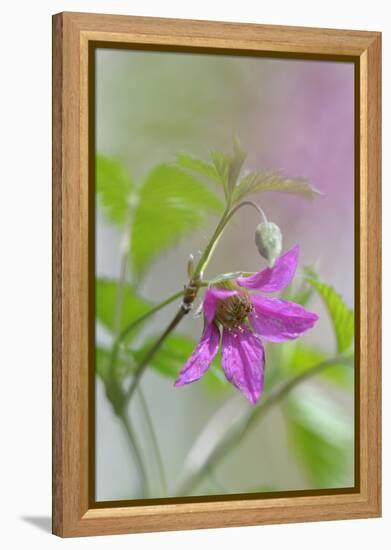 Canada, B.C, Vancouver Island. Salmonberry, Rubus Spectabilis-Kevin Oke-Framed Premier Image Canvas