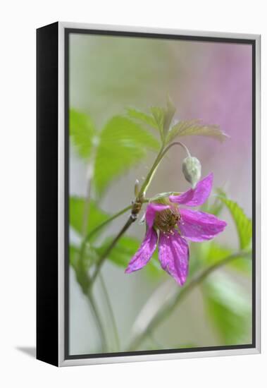 Canada, B.C, Vancouver Island. Salmonberry, Rubus Spectabilis-Kevin Oke-Framed Premier Image Canvas