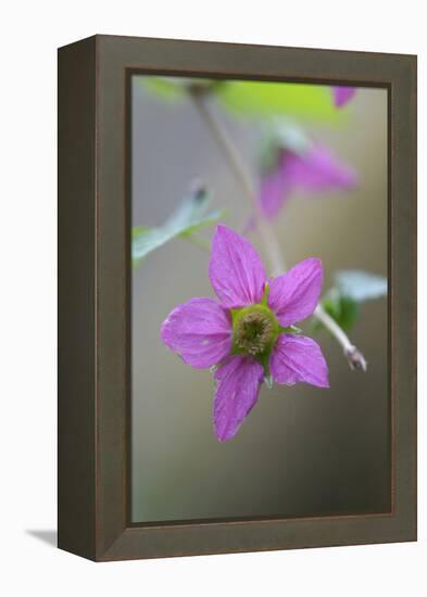 Canada, B.C, Vancouver Island. Salmonberry, Rubus Spectabilis-Kevin Oke-Framed Premier Image Canvas