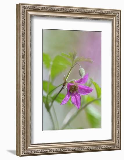 Canada, B.C, Vancouver Island. Salmonberry, Rubus Spectabilis-Kevin Oke-Framed Photographic Print