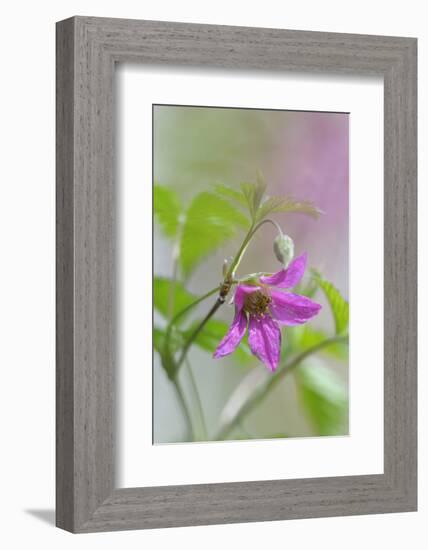 Canada, B.C, Vancouver Island. Salmonberry, Rubus Spectabilis-Kevin Oke-Framed Photographic Print