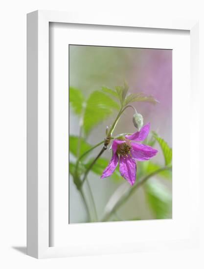 Canada, B.C, Vancouver Island. Salmonberry, Rubus Spectabilis-Kevin Oke-Framed Photographic Print