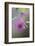 Canada, B.C, Vancouver Island. Salmonberry, Rubus Spectabilis-Kevin Oke-Framed Photographic Print