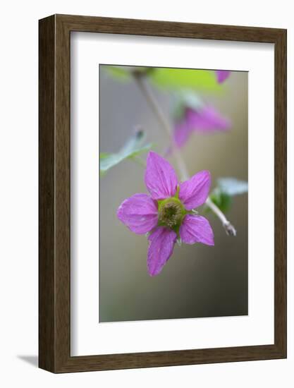 Canada, B.C, Vancouver Island. Salmonberry, Rubus Spectabilis-Kevin Oke-Framed Photographic Print