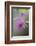 Canada, B.C, Vancouver Island. Salmonberry, Rubus Spectabilis-Kevin Oke-Framed Photographic Print