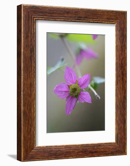 Canada, B.C, Vancouver Island. Salmonberry, Rubus Spectabilis-Kevin Oke-Framed Photographic Print