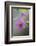 Canada, B.C, Vancouver Island. Salmonberry, Rubus Spectabilis-Kevin Oke-Framed Photographic Print