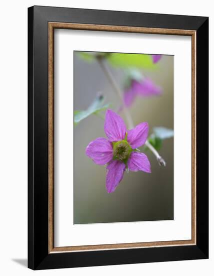 Canada, B.C, Vancouver Island. Salmonberry, Rubus Spectabilis-Kevin Oke-Framed Photographic Print