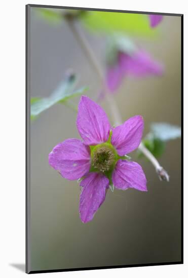 Canada, B.C, Vancouver Island. Salmonberry, Rubus Spectabilis-Kevin Oke-Mounted Photographic Print