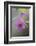 Canada, B.C, Vancouver Island. Salmonberry, Rubus Spectabilis-Kevin Oke-Framed Photographic Print