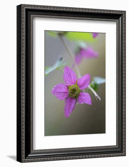 Canada, B.C, Vancouver Island. Salmonberry, Rubus Spectabilis-Kevin Oke-Framed Photographic Print