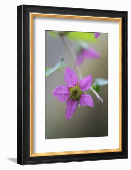 Canada, B.C, Vancouver Island. Salmonberry, Rubus Spectabilis-Kevin Oke-Framed Photographic Print