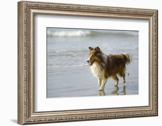 Canada, B.C, Vancouver Island. Sheltie Walking on Chesterman Beach-Kevin Oke-Framed Photographic Print