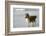 Canada, B.C, Vancouver Island. Sheltie Walking on Chesterman Beach-Kevin Oke-Framed Photographic Print