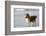 Canada, B.C, Vancouver Island. Sheltie Walking on Chesterman Beach-Kevin Oke-Framed Photographic Print