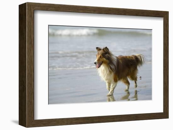 Canada, B.C, Vancouver Island. Sheltie Walking on Chesterman Beach-Kevin Oke-Framed Photographic Print